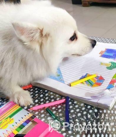 কুকুর বিক্রি