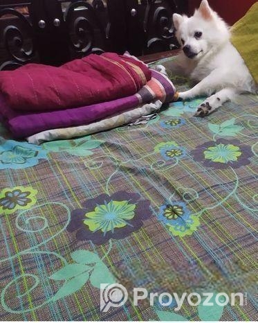 কুকুর বিক্রি