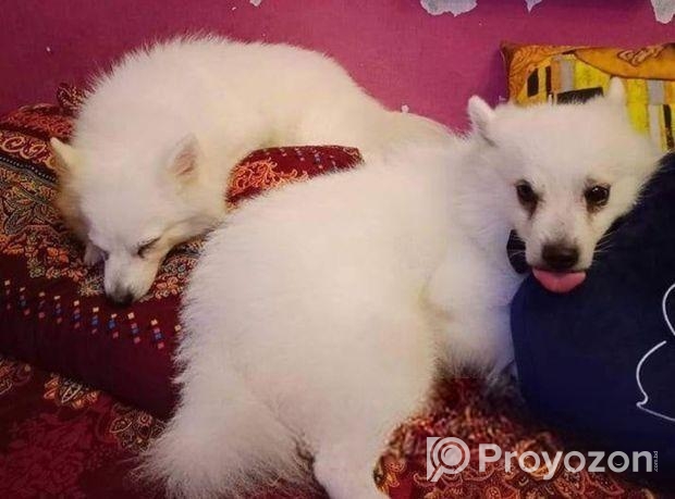 কুকুর বিক্রি