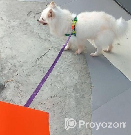 কুকুর বিক্রি