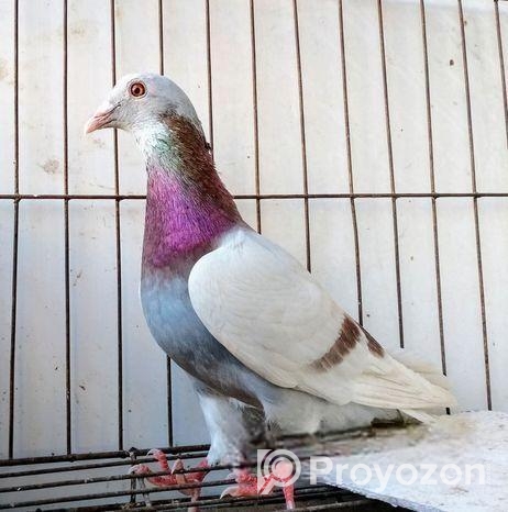 এক পিস মিলী রেসার নর