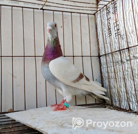 এক পিস মিলী রেসার নর