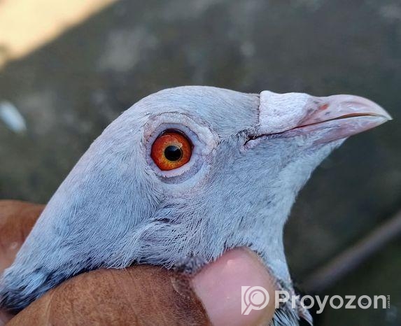 এক পিস মিলী রেসার নর