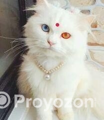 fitted-2025-10-25T163622.043_2025-10-25_16-37-45