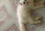 Persian Cat Good Quality