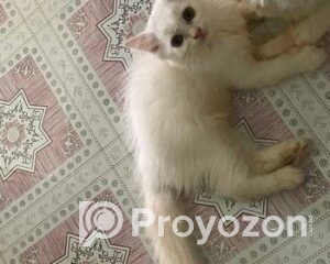 fitted-2025-10-26T104911.665_2025-10-26_10-49-39