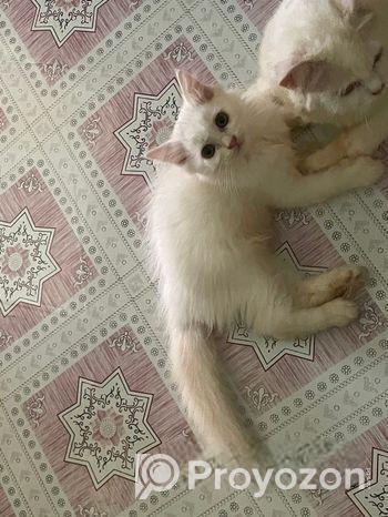 Persian Cat Good Quality