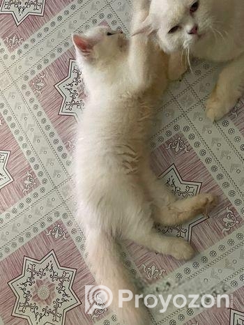 Persian Cat Good Quality