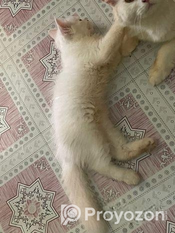 Persian Cat Good Quality