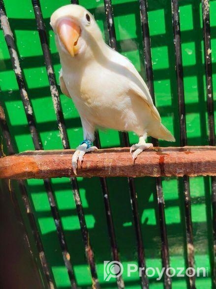 হোয়াইট ফিসার ফিমেল