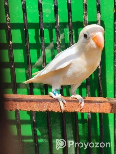 হোয়াইট ফিসার ফিমেল