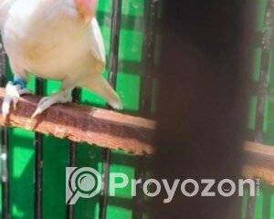 fitted-2025-10-26T111220.816_2025-10-26_11-14-03