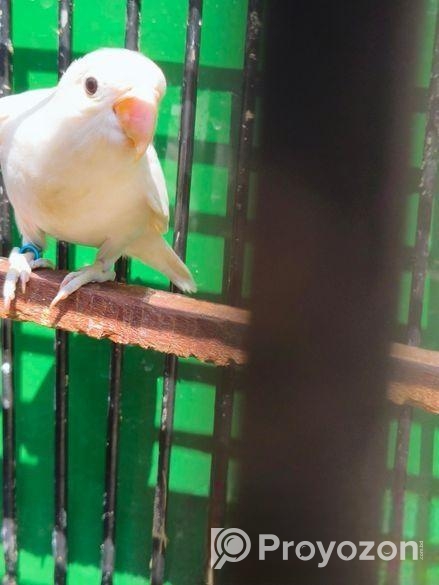 হোয়াইট ফিসার ফিমেল