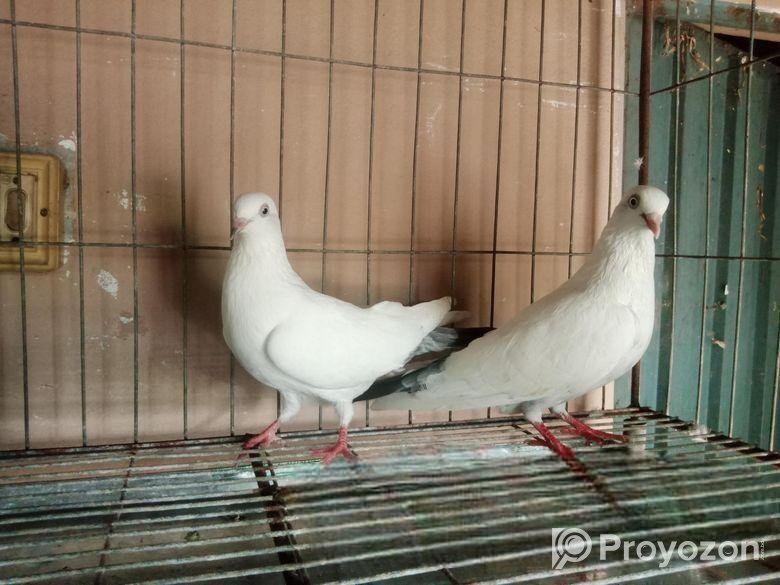 বেনারশি কালদম
