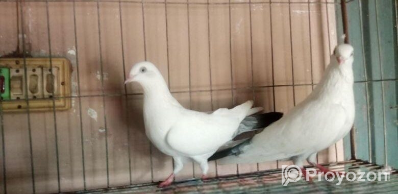 বেনারশি কালদম