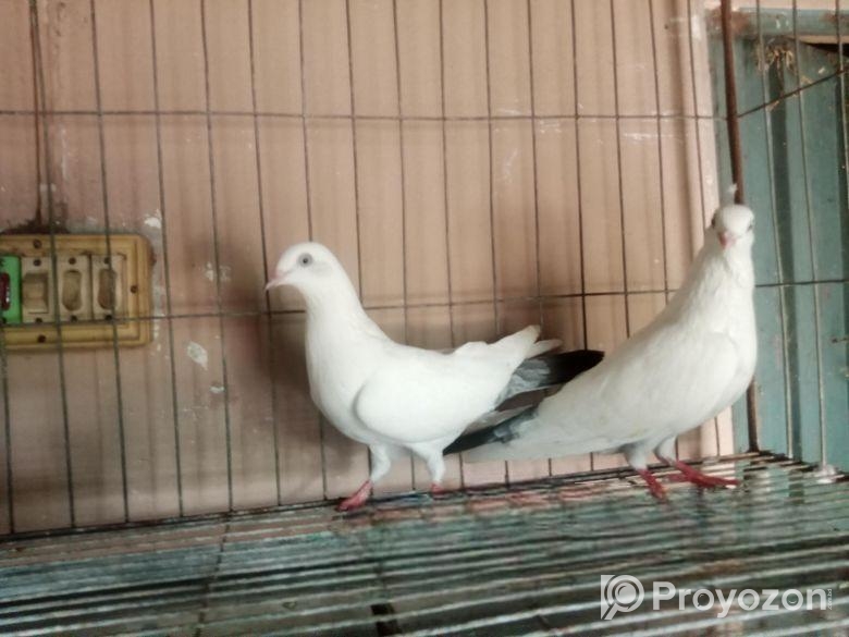 বেনারশি কালদম