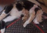 Cat for sale