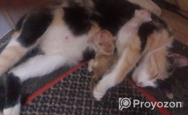 Cat for sale
