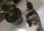 Cat for sale