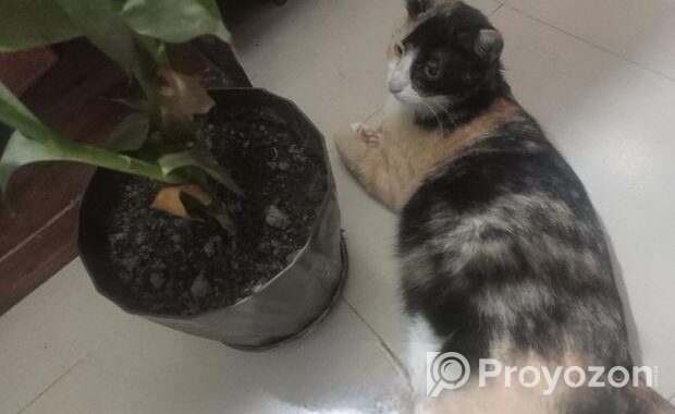 Cat for sale