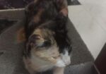 Cat for sale