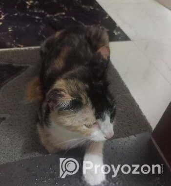 Cat for sale