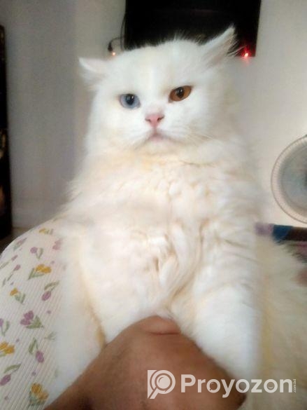 Odd Eye Pure Persian