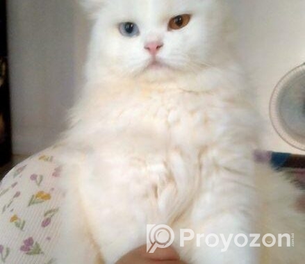 Odd Eye Pure Persian