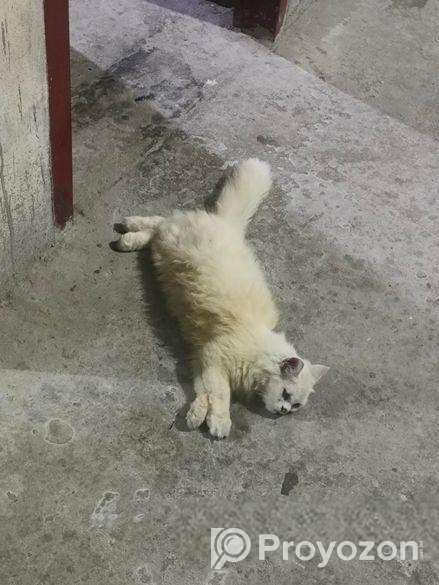 বিদেশি বিড়াল