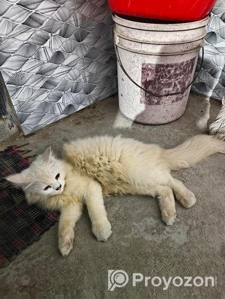 বিদেশি বিড়াল