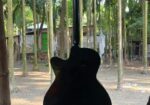 Guitar For Sale