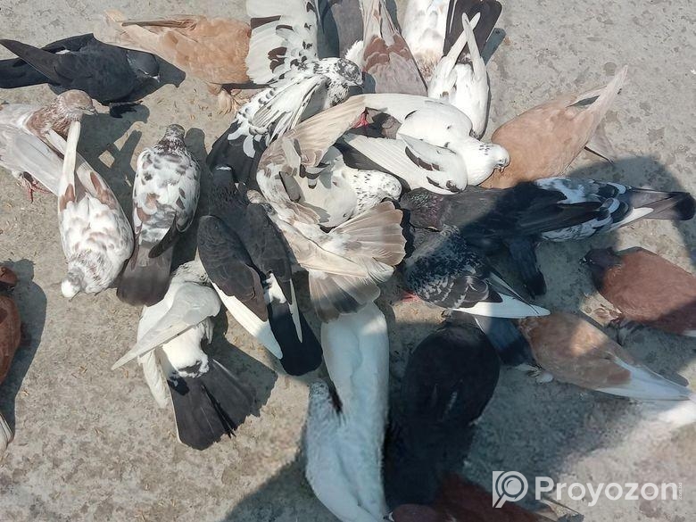 ফার্মের সব কবুতর গুলো বিক্রি করা হবে