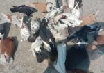 ফার্মের সব কবুতর গুলো বিক্রি করা হবে