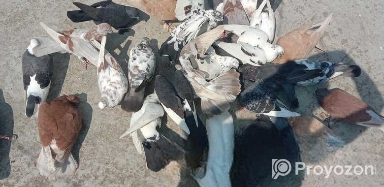ফার্মের সব কবুতর গুলো বিক্রি করা হবে