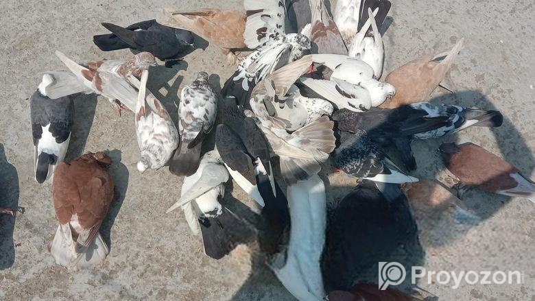 ফার্মের সব কবুতর গুলো বিক্রি করা হবে