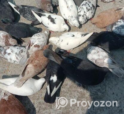 ফার্মের সব কবুতর গুলো বিক্রি করা হবে