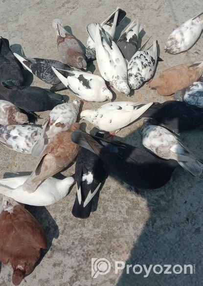 ফার্মের সব কবুতর গুলো বিক্রি করা হবে