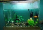 Aquarium For Sale
