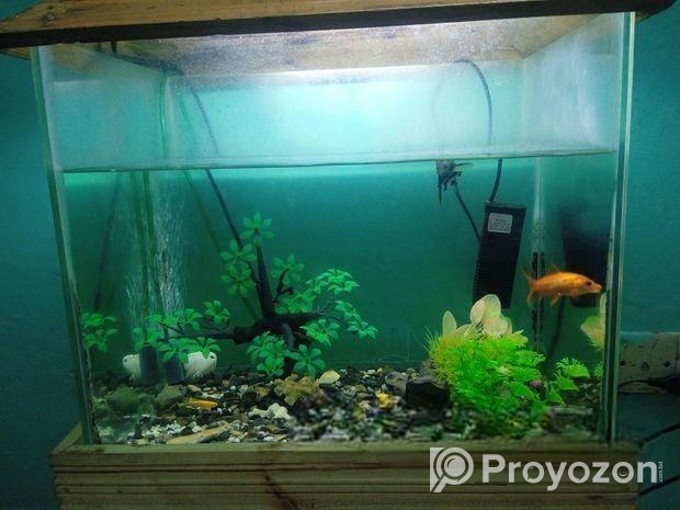 Aquarium For Sale