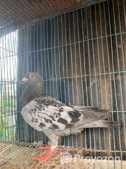 মাকসি রেসার কবুতর