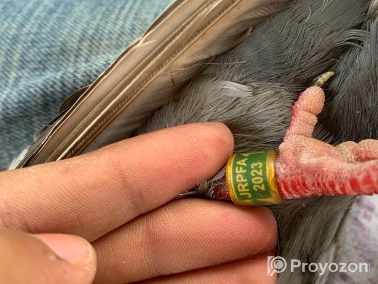 মাকসি রেসার কবুতর