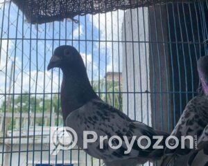 fitted-2025-10-27T105005.429_2025-10-27_10-51-24