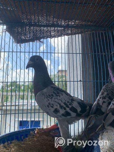 মাকসি রেসার কবুতর