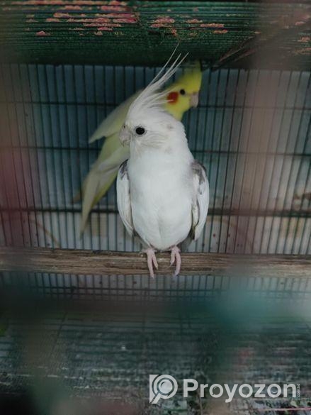 এক জোড়া ককাটেল হাতবদল হবে