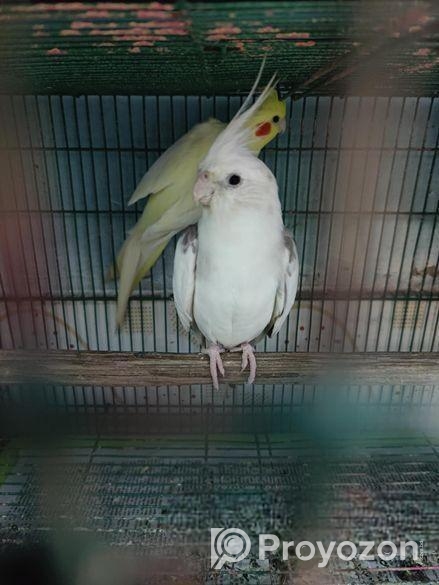 এক জোড়া ককাটেল হাতবদল হবে