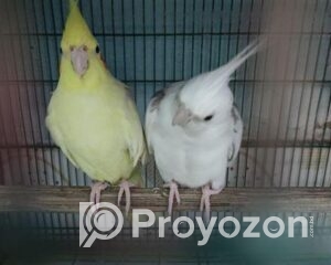 fitted-2025-10-27T110801.108_2025-10-27_11-09-18