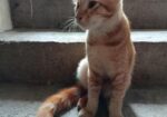 Mixed Breed Cat