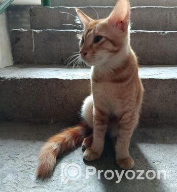 Mixed Breed Cat