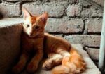 Mixed Breed Cat