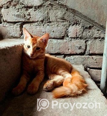 Mixed Breed Cat